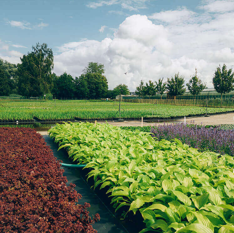 Kikker bij Botanisk