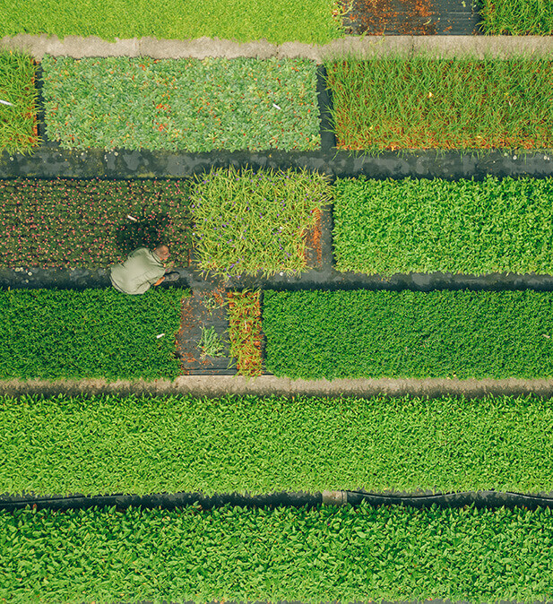 Foto van een bloem en bij