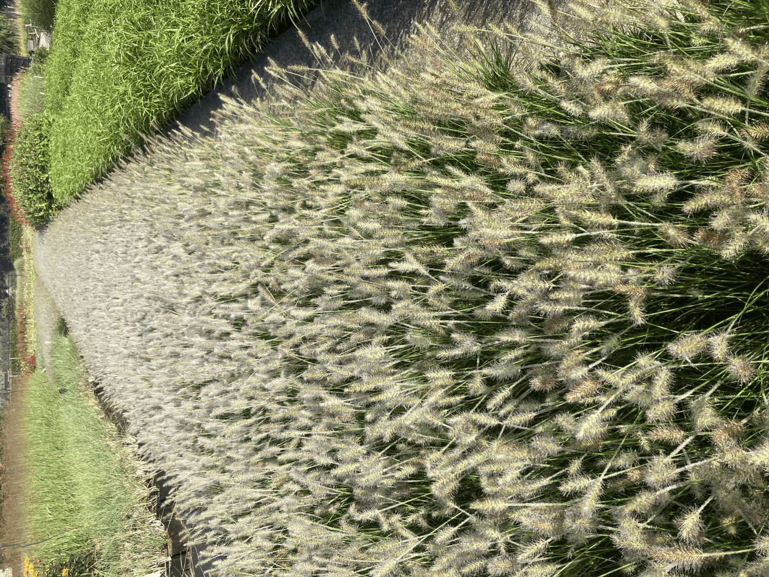 Eigen creatie: Pennisetum 'Tiny Twinkler' !!